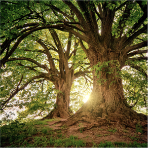 La naturaleza representa este ciclo constante de dar y recibir en equilibrio perfecto.